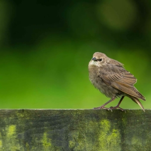 Redwell   June   2016 (287 Of 659).jpg